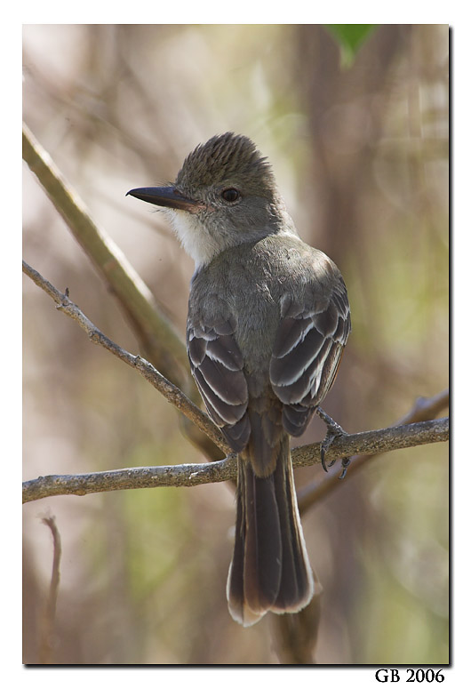 BROWN-CRESTED FLYCATCHER